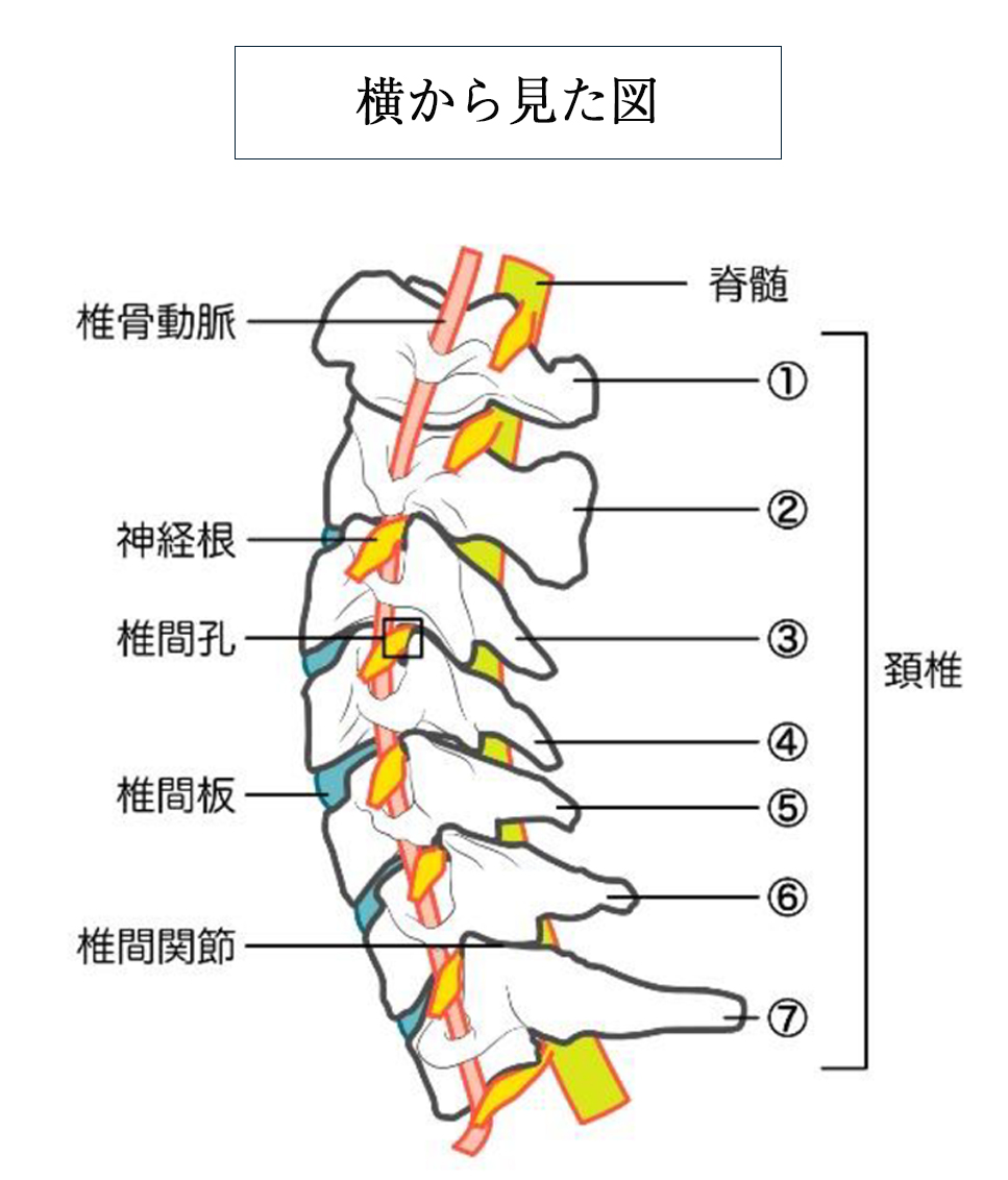 首の構造とは4